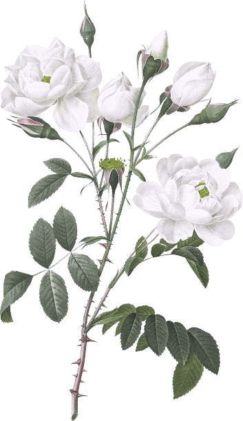 Ornament